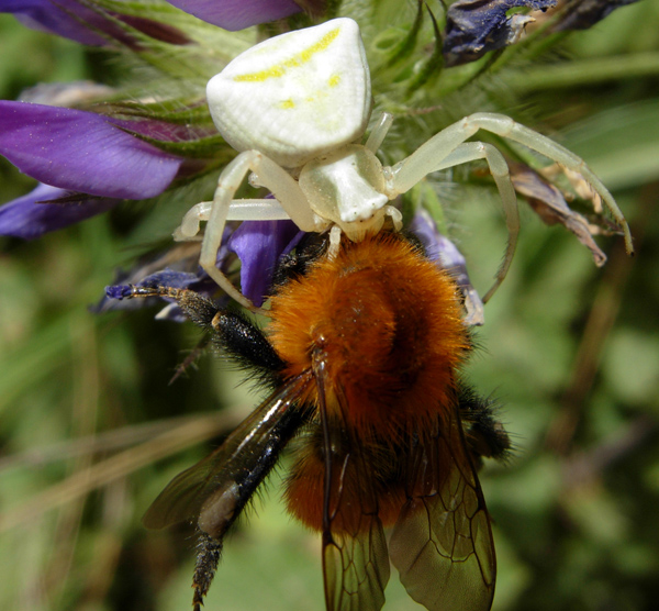 Spider flower Thomisus onustus.